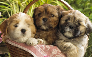 Three puppies basket sitting outside - three puppy free wallpaper