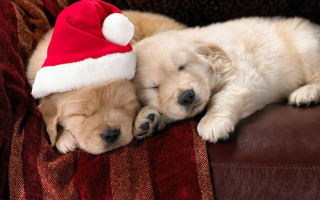 Puppies sleeping couch santa hat - two puppy free wallpaper