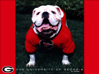 Bulldog red shirt grass mouth - kodachrome free wallpaper