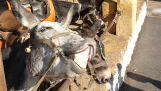 Donkey smile tied post saddle - clovis trouille free wallpaper for desktop