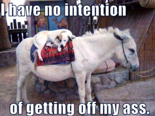 White horse dog back caption 2 - a white horse free wallpaper for desktop