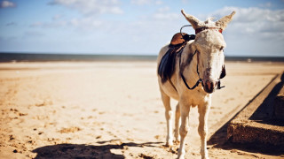 White horse sandy beach ocean - a white horse free wallpaper for desktop