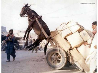 Horse cart person street people - nearby free wallpaper