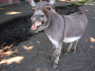 Donkey open mouth dirtroad building - selfie free wallpaper