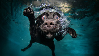 Dog swimming paws up camera - fisheye len free wallpaper