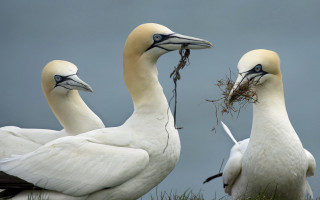 Three white birds long beaks 2 - their beak free wallpaper