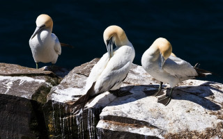 Three birds rock water camera - three bird free wallpaper