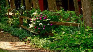 Wooden fence flowers house red - a red roof free wallpaper