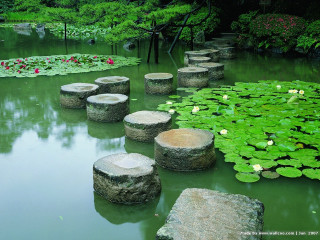 Pond logs flowers water lilies - water lily free wallpaper