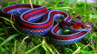 Red blue snake laying on - snake free wallpaper