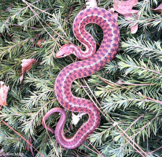 Snake curled tree branch woods - back free wallpaper for tablet