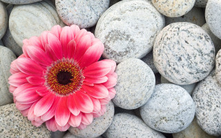 Pink flower white rocks garden - a garden area free wallpaper