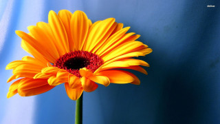 Yellow flower red center blue 5 - a blue wall behind free wallpaper for desktop
