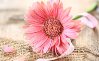 Pink flower burlap - ammi phillips free wallpaper for desktop