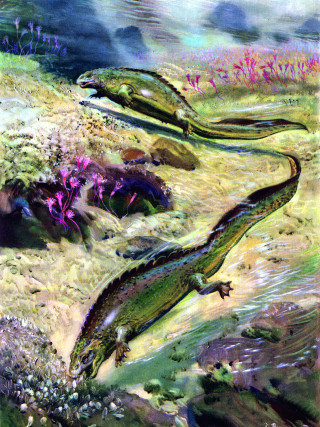 Lizards field grass flowers painting - an illustration of free wallpaper for mobile