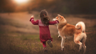 Little girl dog playing field - sunrise time free wallpaper