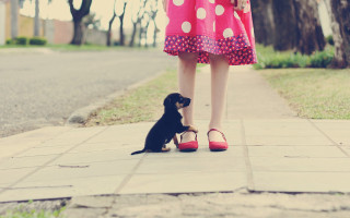 Little dog woman pink dress - red shoe free wallpaper for desktop