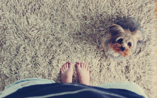 Small dog shaggy rug person - a persons foot free wallpaper