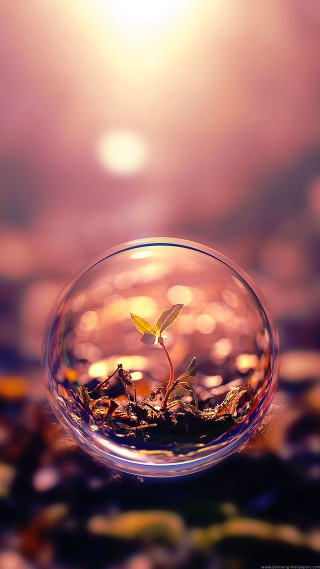Small plant glass bowl water 2 - the cloud free wallpaper for mobile