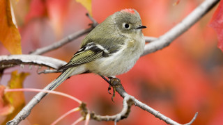 Small bird perched branch red 2 - the background and a blurry background free wallpaper