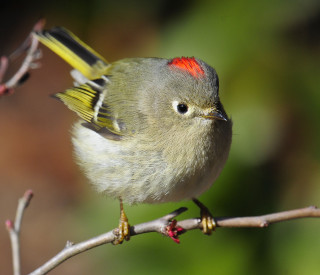 Small bird perched branch blurry 4 - a blurry background of leaves free wallpaper for desktop