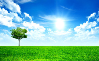 Tree field blue sky bright 2 - blue sky in the background free wallpaper