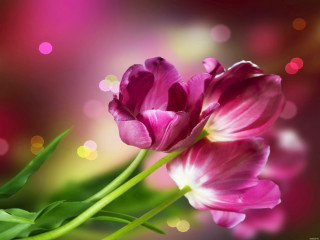 Pink flower closeup blurry background - ammi phillips free wallpaper