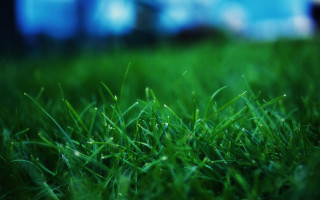 Grass closeup blurry building sky - a green grass field free wallpaper