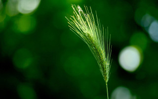 Green plant macro bamboo moon - a green plant free wallpaper for desktop