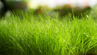 Close up green grass water 4 - art green free wallpaper for desktop