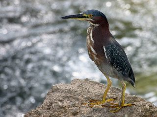 Bird rock water yellow beak - yellow beak free wallpaper