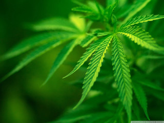 Green leaf blurry background microscopic - bouchta el hayani free wallpaper