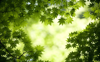 Green leafy tree blurry background 3 - a green leafy tree free wallpaper