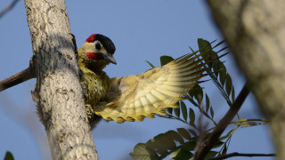 Bird wings spread tree branch - boetius adamsz bolswert free wallpaper