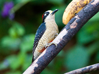 Bird branch banana blurry butterfly - primitivism free wallpaper