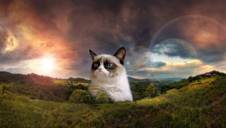 Cat field rainbow clouds sky - cloud and a rainbow free wallpaper