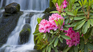 Waterfall pink flowers rock wall - flora macdonald reid free wallpaper