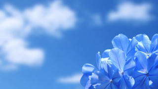 Blue flower blue sky clouds - blue sky free wallpaper for desktop