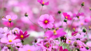 Pink flowers bee center field - choi buk free wallpaper