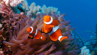 Orange white clownfish swimming anemone - impressionism free wallpaper for desktop