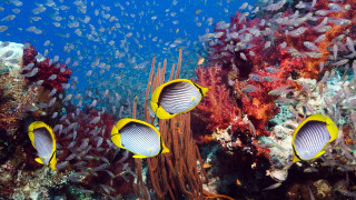 Fish coral reef ocean sunny - nearby free wallpaper