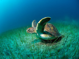Turtle swimming ocean grass blue - a turtle swimming in the ocean free wallpaper