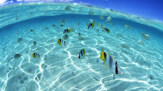 Fish swimming shallow ocean water - a group of fish swimming free wallpaper