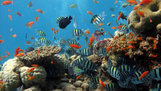 Fish coral reef diver ocean 5 - a large group of fish swimming over a coral reef in the ocean free wallpaper