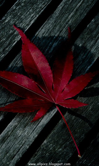 Red leaf wooden bench macro - free autumn wallpaper for mobile