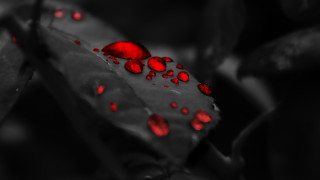 Leaf red drops black background - a leaf free wallpaper