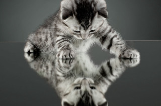Kitten reflection mirror image looking - catrin g grosse free wallpaper