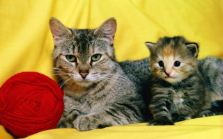 Kittens yarn yellow blanket red - anni alber free wallpaper