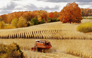Tractor driving field corn autumn - fall vibrancy free wallpaper for desktop