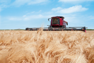 Red combine harvesting wheat field - heavy grain free wallpaper